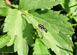 Paragus sp.