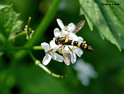 Sphaerophoria scripta