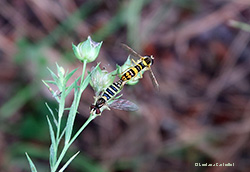 Sirfide Sphaerophoria in accoppiamento