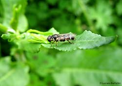 Syritta sp. dittero