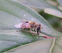 Syrphidae Eristalis interrupta