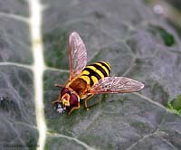 Syrphidae Syrphus sp.