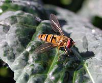 Syrphidae