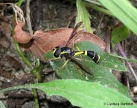 Doros destillatorius