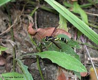 Doros destillatorius