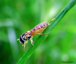 Syrphidae Episyrphus balteatus che depone un uovo