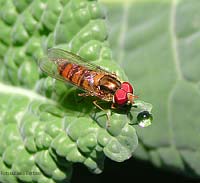 Syrphidae