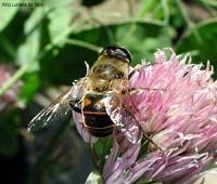 Syrphidae Eristalis tenax