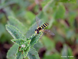 Sirfide Sphaerophoria sp.