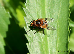 Volucella inflata maschio