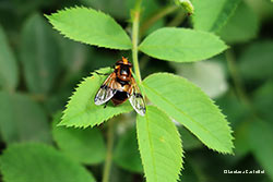 Volucella inflata femmina