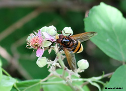 Volucella inanis