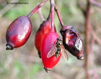 syrphidae su una bacca di rosa canina