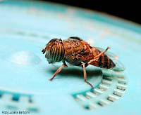 Sirfide Eristalinus taeniops