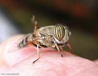 Syrphidae Eristalinus taeniops