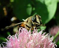 Eristalis tenax 