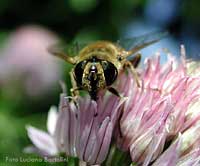 Eristalis tenax su un fiore di erba cipollina