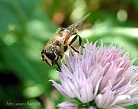 Sirfide Eristalis tenax su un fiore di erba cipollina