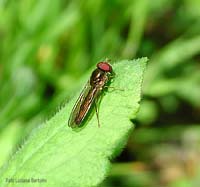 Syrphidae Melanostoma sp.