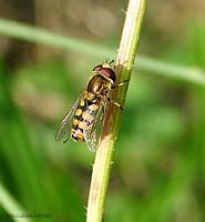 Syrphus sp