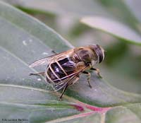 Eristalis interrupta