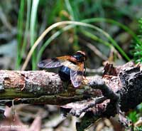 Volucella pellucens