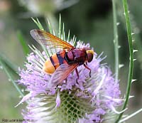 Volucella Zonaria