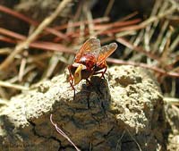 Syrphidae Volucella Zonaria