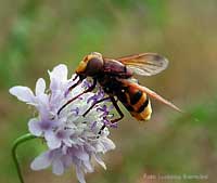 Volucella Zonaria