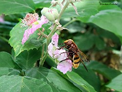 Volucella Zonaria