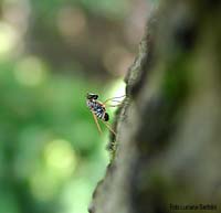 Dolichopodidae sp.