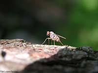 Dittero Dolichopodidae sp.