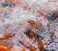 drosophila sulla frutta marcescente