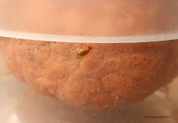 Drosophila melanogaster moscino adulto
