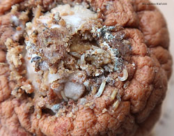 Larve di moscerino della frutta