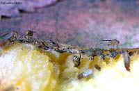 moscerini sulla frutta marcia
