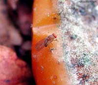 drosophila sp