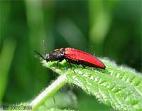 Elateridae rosso