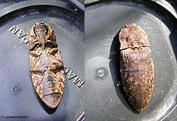 Elateridae Adelocera murina