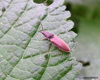 Elateridae