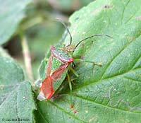 Acanthosoma haemorrhoidale
