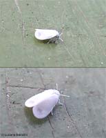 aleirodide - moschina bianca aleirodide - moschina bianca