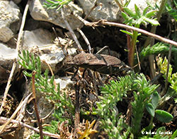 Alydus calcaratus