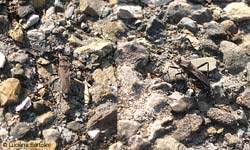 Alydus calcaratus