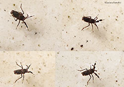 Asiraca flavicornis Asiraca flavicornis