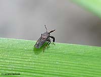 Asiraca flavicornis