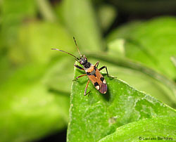 Beosus quadripunctatus