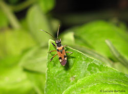Lygaeidae Beosus quadripunctatus