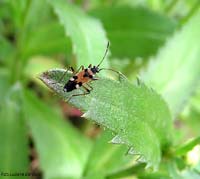 Beosus quadripunctatus Lygaeidae