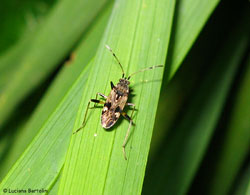 Beosus maritimus
